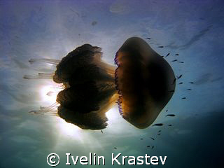Latin name-Rhizostoma pulmo.Housing Canon,Camera Canon G9. by Ivelin Krastev 